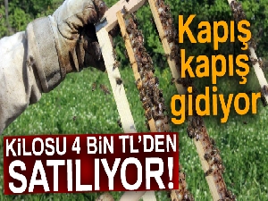 Kilosu 4 bin liradan satılan arı sütünün hasadı başladı