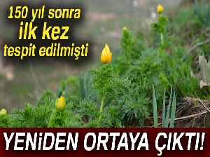 150 yıl sonra ilk kez tespit edilmişti, yeniden açmaya başladı