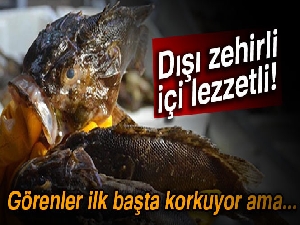 Dışı zehirli, içi lezzetli