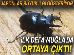 Japonların büyük ilgi gösterdiği Geyik böceği, Muğla’da ilk defa görüldü