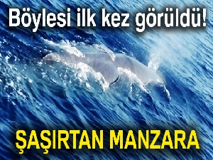 Fethiye’de balina görüldü