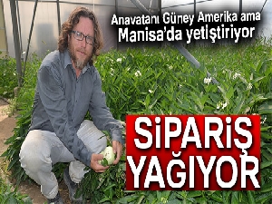Manisa'da yetiştirdiği tropikal meyveye sipariş yağıyor