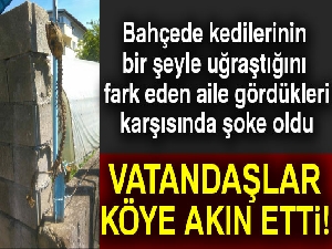 Köylülerin bulduğu hayvan iskeleti gizemini koruyor