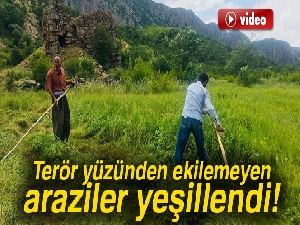 Terör yüzünden ekilemeyen araziler yeşillendi