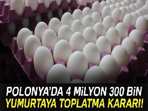 Polonya'da 4 milyon 300 bin yumurtaya toplatma kararı