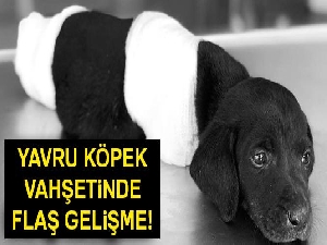 Yavru köpek vahşetinde flaş gelişme