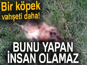 Antalya'da parkta bulunan ölü köpek tepki çekti
