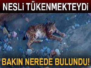 Erzincan’da nesli tükenmekte olan vaşak görüntülendi