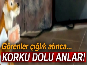 Eve girmeye çalışan yılan korkuttu