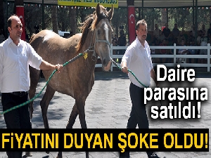 Daire fiyatına tay!