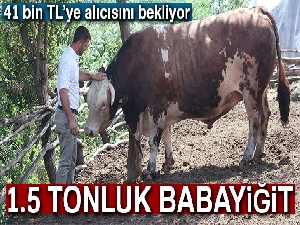 1.5 tonluk Babayiğit, 41 bin TL’ye alıcısını bekliyor