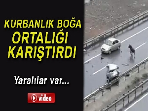Kurbanlık boğa Trabzon'da kazaya neden oldu: 5 yaralı