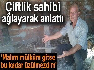 Tekirdağ'da aç kalan köpekler, tavuk ve hindileri telef etti