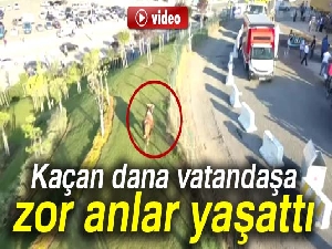 Kaçan dana vatandaşa zor anlar yaşattı