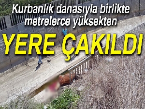 Huysuzlanan dana, sahibiyle birlikte 10 metreden dere yatağına düştü