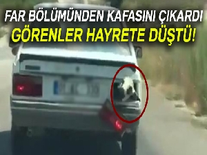Kurbanlık koyun bagajda böyle taşındı