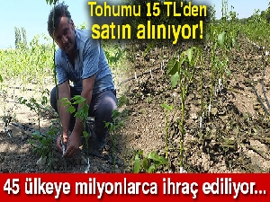 Bandırma'dan 45 ülkeye milyonlarca ceviz fidanı ihraç ediliyor