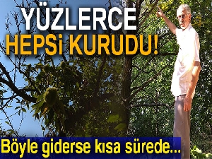 Katil arılar kestane ağaçlarını kuruttu