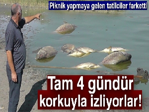 Gölde korkutan balık ölümleri