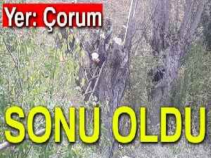 Kestiği ağacın altında kalan şahıs hayatını kaybetti