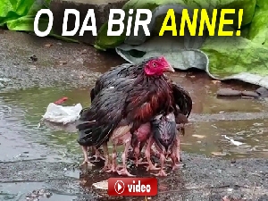 Yavrularını yağmurdan koruyan tavuk fenomen oldu