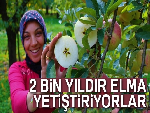 Amasyalılar 2 bin yıldır elma yetiştiriyor