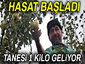 Bu armudun tanesi 1 kilo geliyor