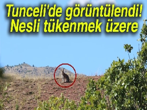 Tunceli'de görüntülendi! Nesli tükenmek üzere