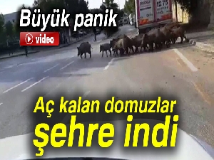 Bodrum'da aç kalan domuzlar şehre indi