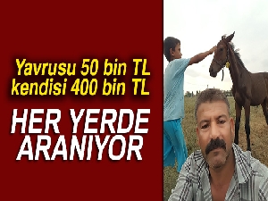 400 bin TL değerindeki İngiliz yarış atı yavrusuyla birlikte çalındı