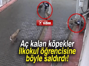 Aç kalan köpekler ilkokul öğrencisine böyle saldırdı