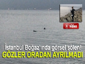 Sevimli yunuslar İstanbul Boğaz'ında görsel şölen sundu