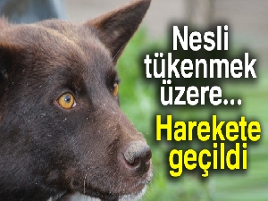 Nesli tükenmekte olan ‘Zerdava' için harekete geçildi