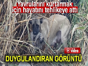 Çomar yavrularını yanmaktan canı pahasına kurtardı