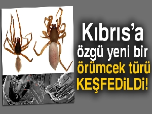 Kıbrıs'a özgü yeni bir örümcek türü keşfedildi