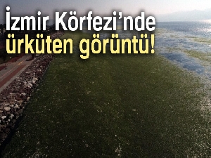 İzmir Körfezi'nde ürküten görüntü