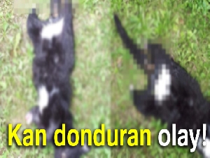 Ordu'da kan donduran olay!