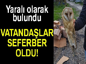 Kaynarca'da yaralı peçeli baykuş bulundu