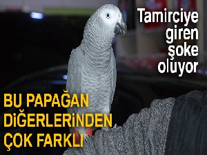 Bu papağan kedi gibi miyavlıyor