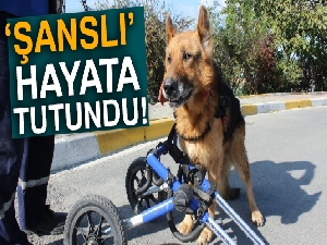 Şanslı isimli felçli köpek yürüteçle hayata tutundu