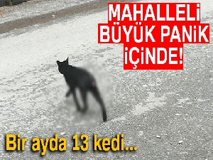 Sultangazi'yi tedirgin eden vahşet