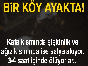 Zonguldak'ta 3 günde 50 tavuk telef oldu