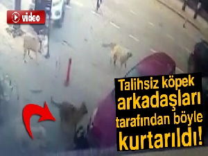 Otomobil altında kalan köpeği sokak köpeklerinin kurtardığı anlar kamerada