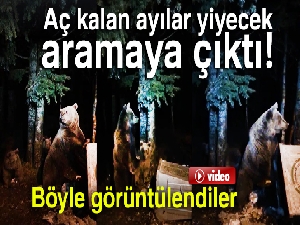Uludağ'da aç kalan ayılar yiyecek aramaya çıktı