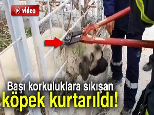 Başı korkuluklara sıkışan köpek kurtarıldı