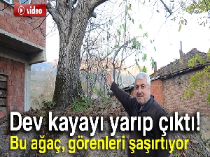 Dev kayada yetişen ceviz ağacı, görenleri şaşırtıyor