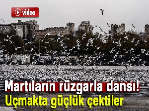 Martıların rüzgarla dansı havadan görüntülendi