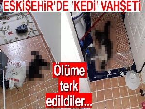 Eskişehir'de 'kedi' vahşeti