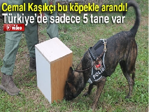 Kaşıkçı bu köpekle arandı