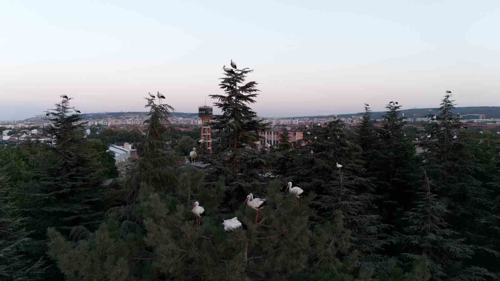 goc-yolculuguna-mola-veren-leylekler-dron-ile-goruntulendi